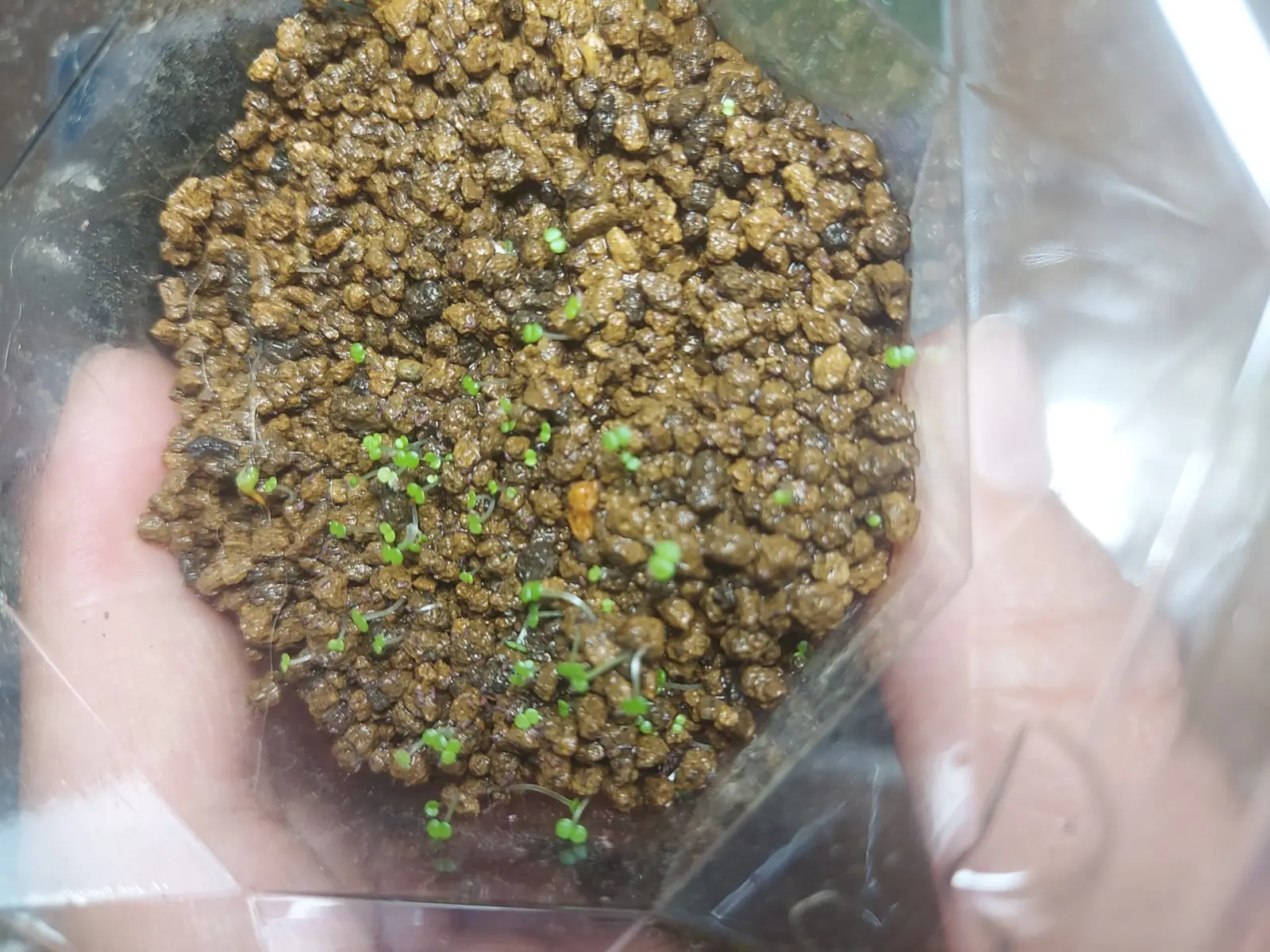 多肉植物　エケベリア　ヒューミリンス　実生