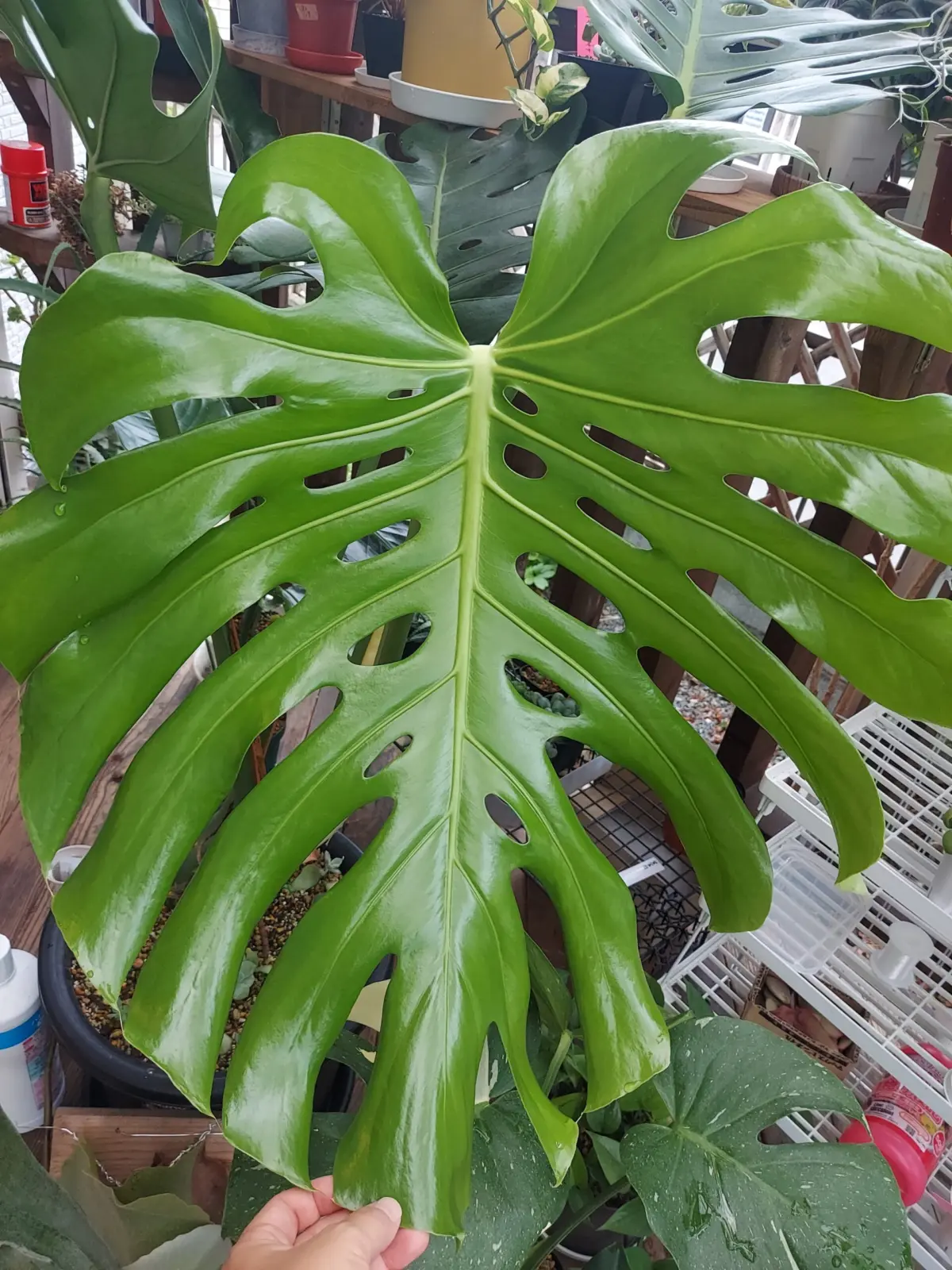 モンステラ　新葉　胴切り　途中経過