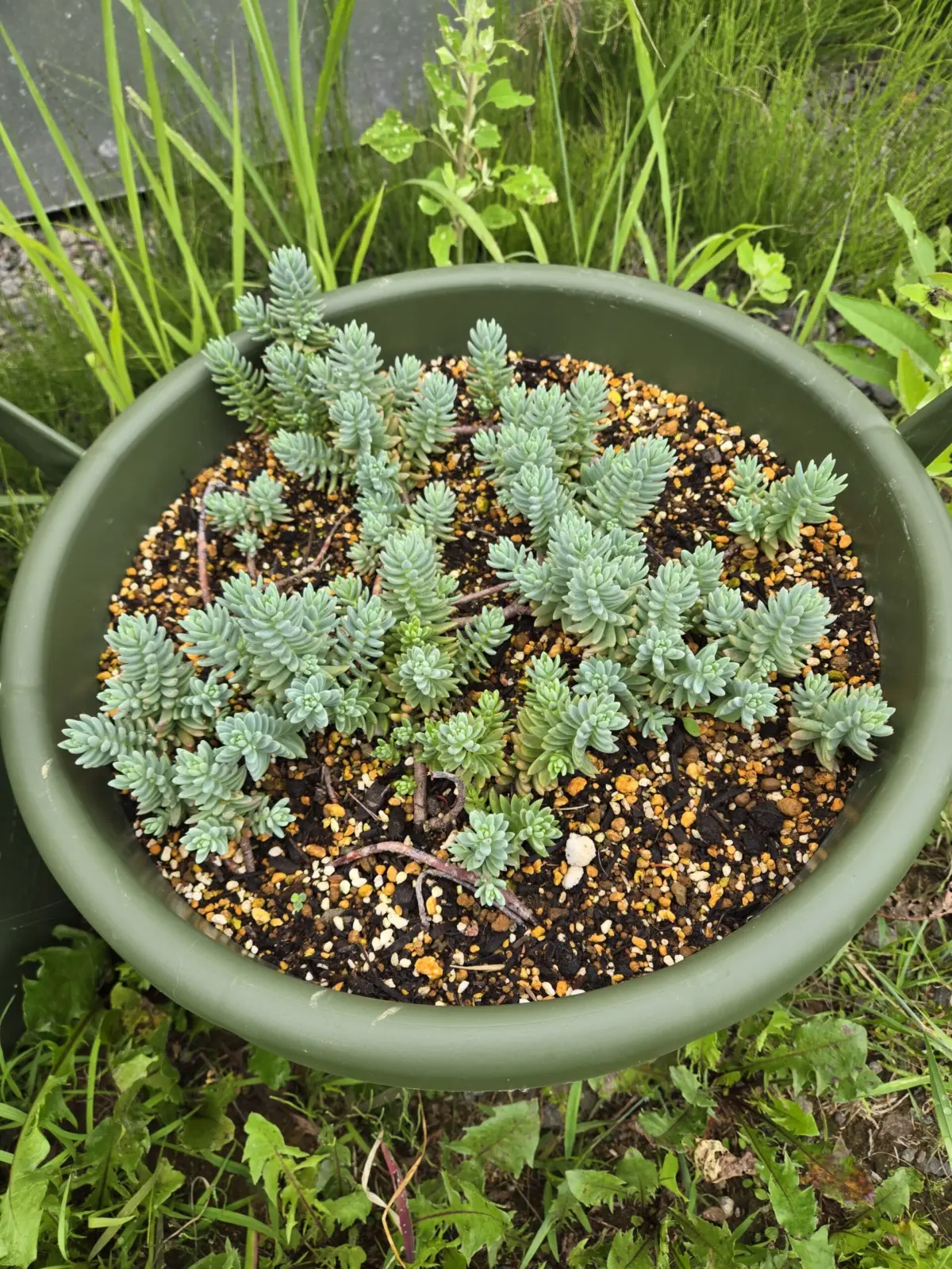 越冬！カメレオン錦