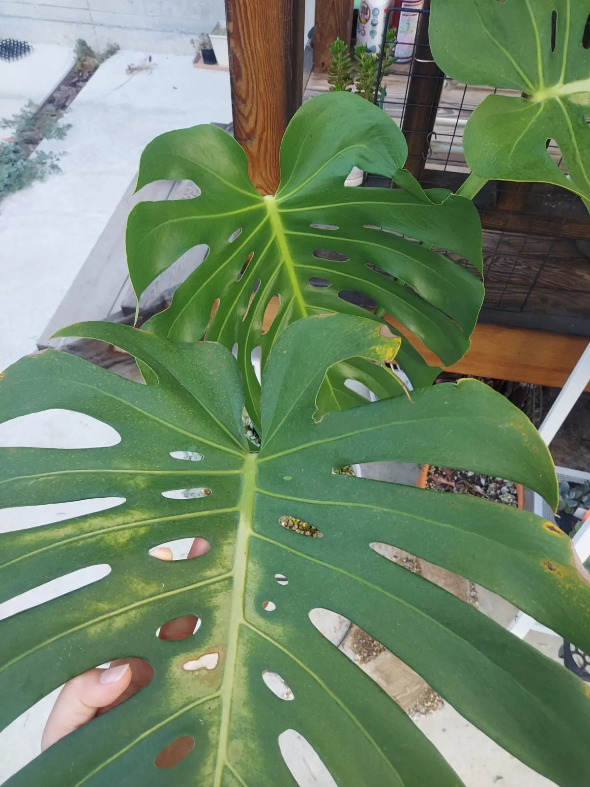 モンステラ デリシオーサ