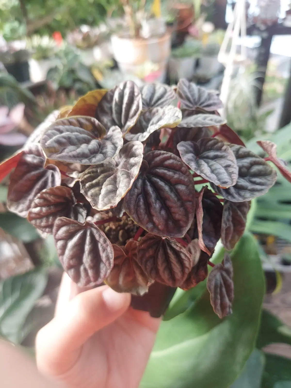 ペペロミア　カペラータ