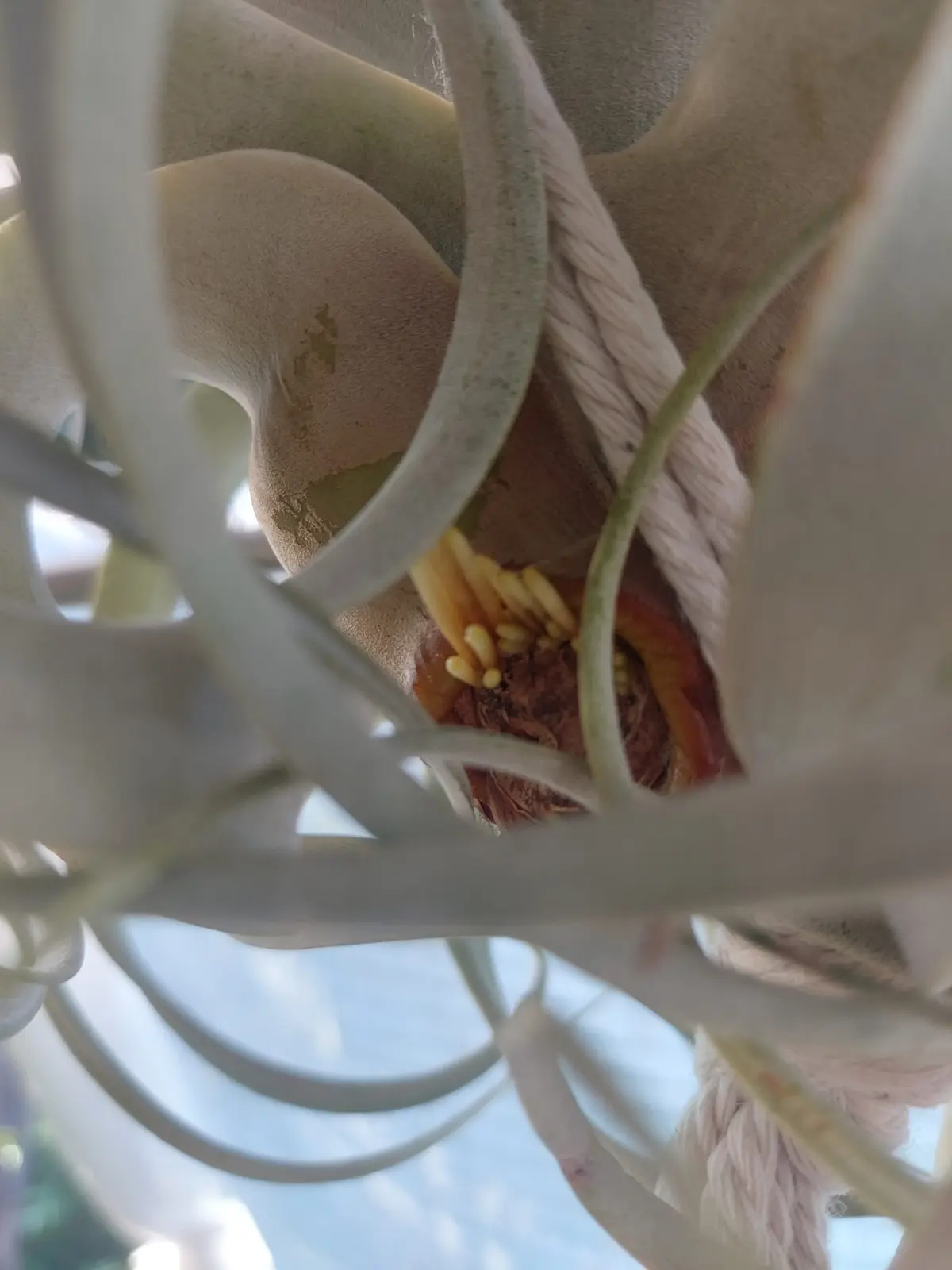 ティランジア　キセログラフィカ　発根