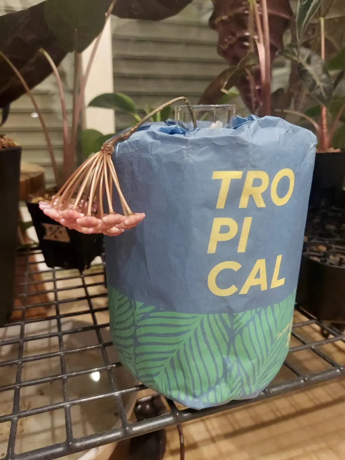 ホヤ　カルノーサ　水差し