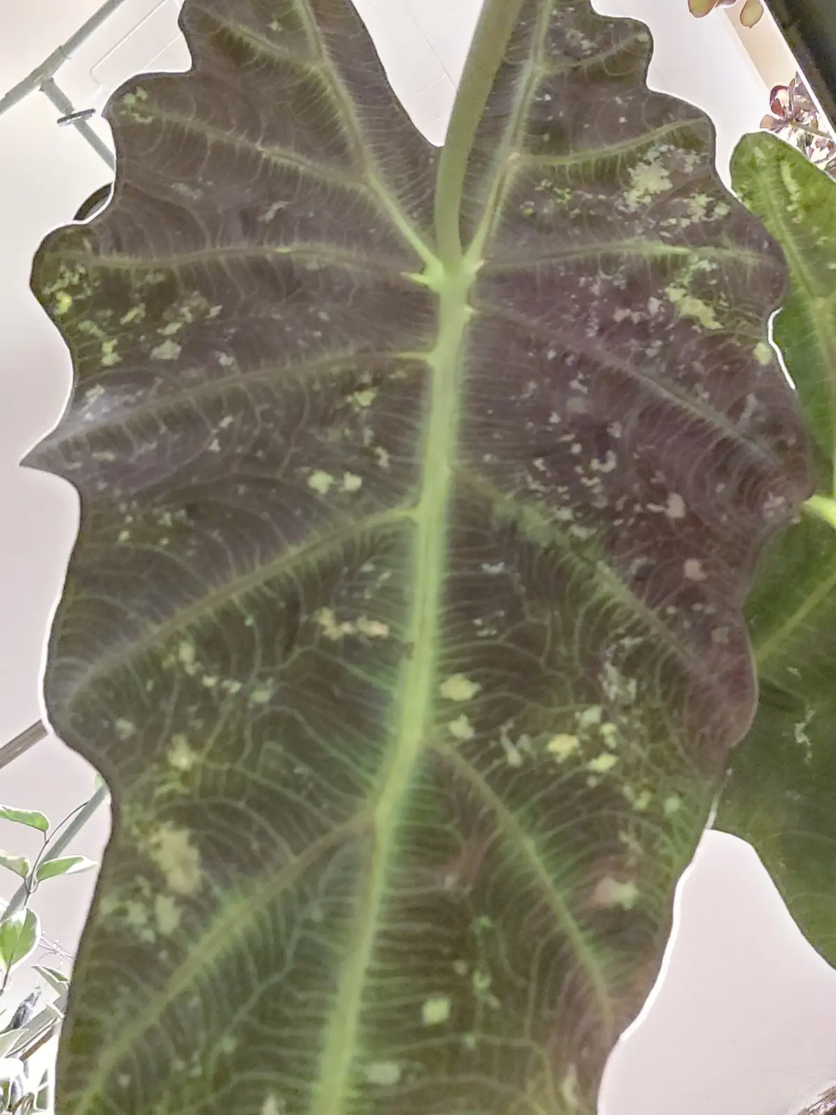 アロカシア　アマゾニカポリー　　虫食い