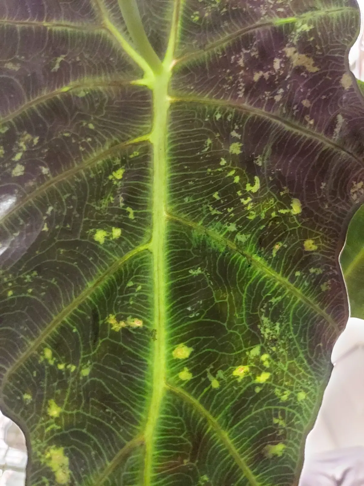 アロカシア　アマゾニカポリー　虫食い