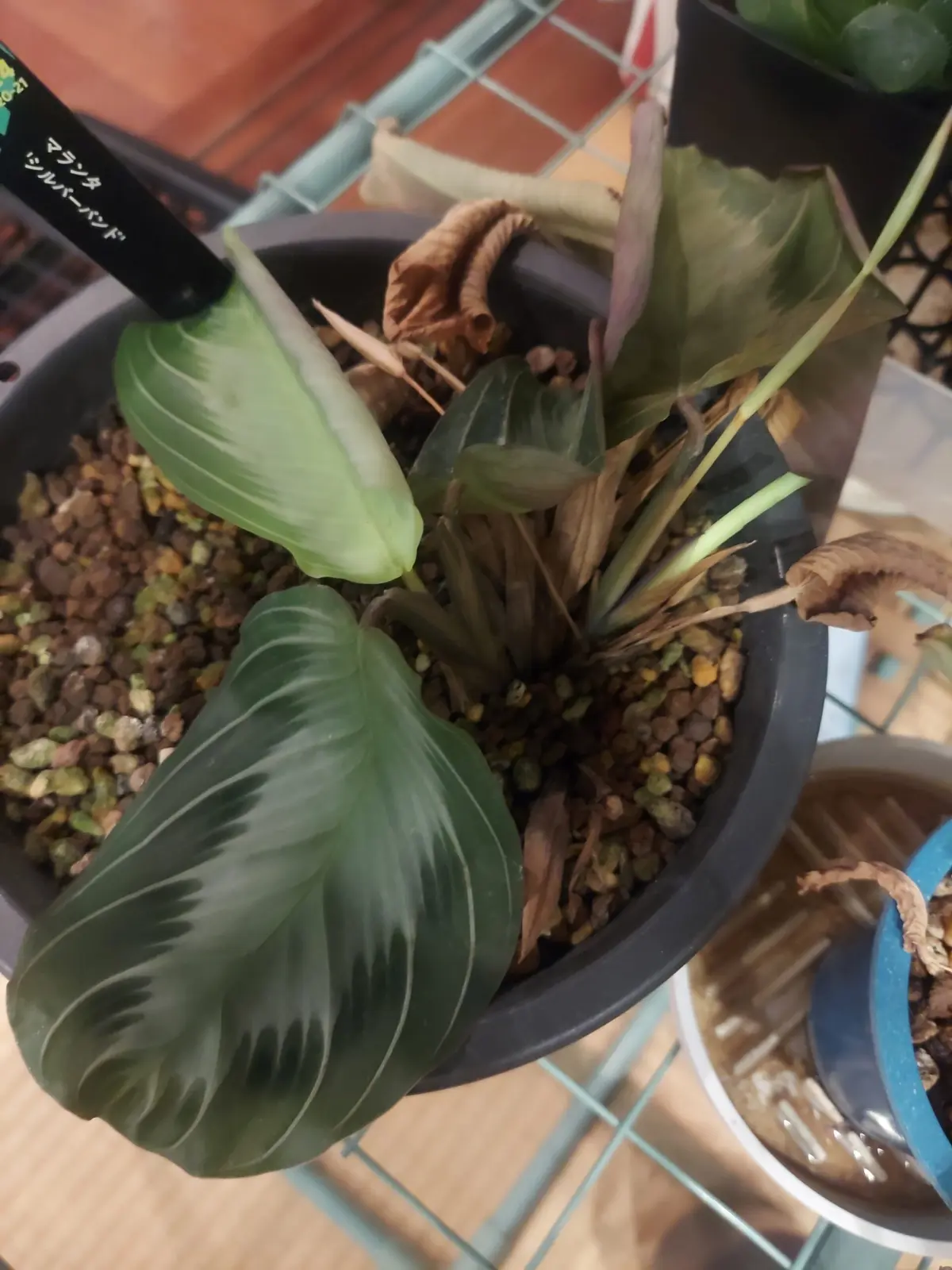 マランタ　シルバーバンド　水切れ　復活