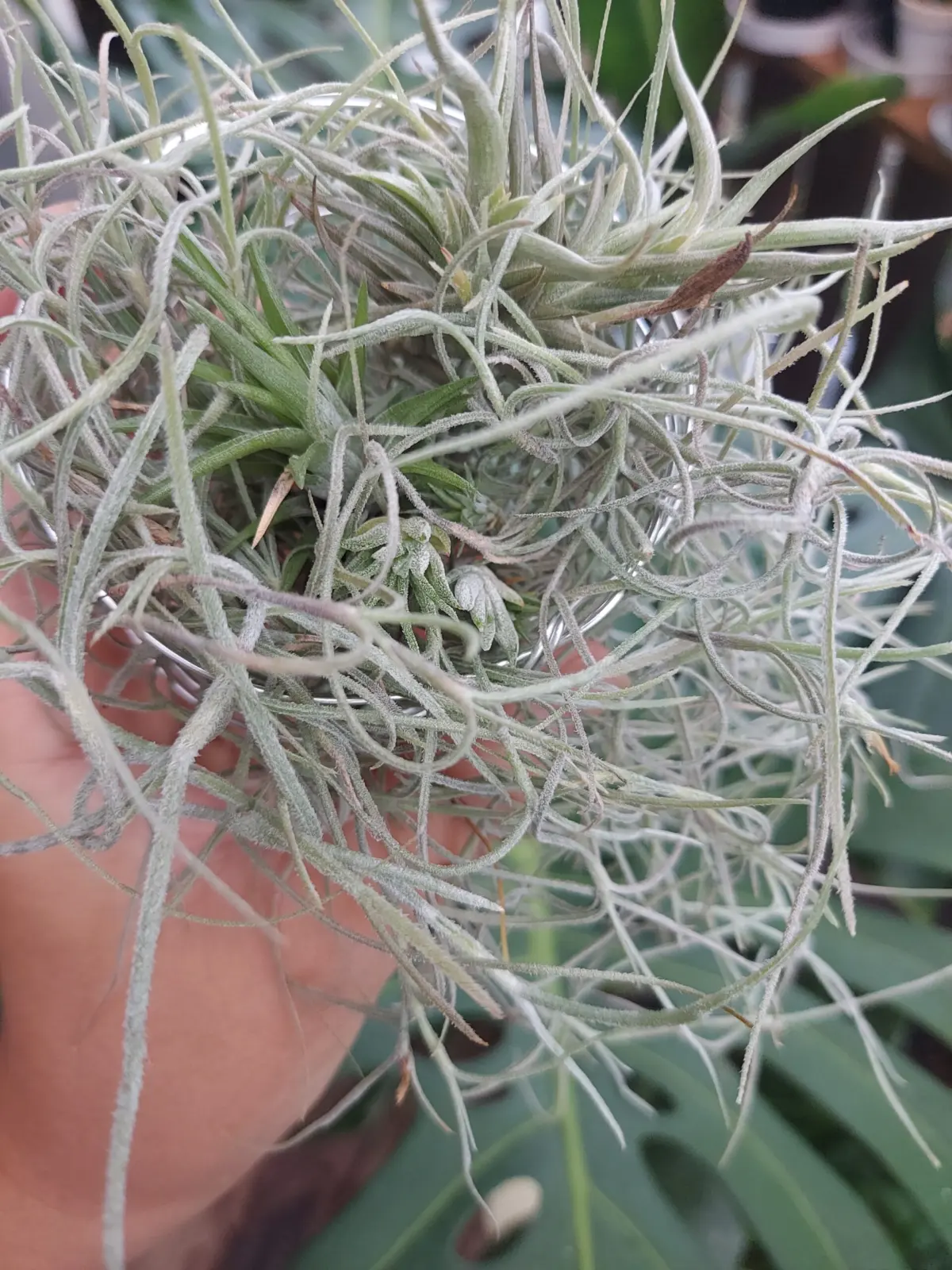 ティランジア　子株かご　ウスネオイデス