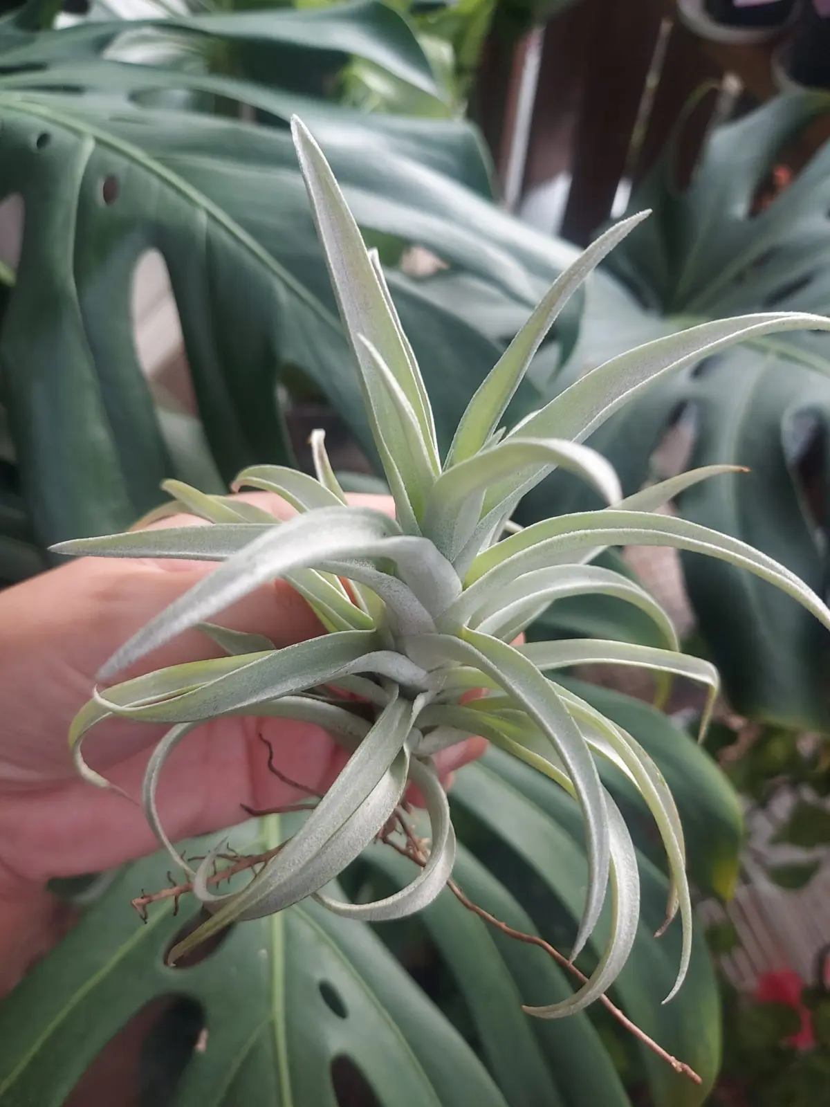 ティランジア　ハリシー