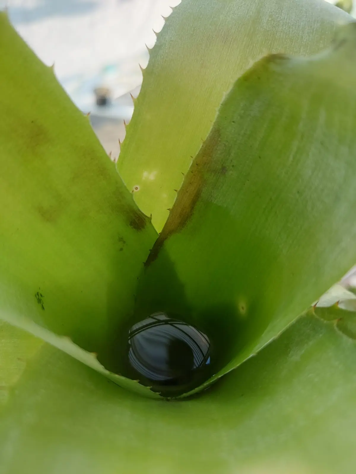 ビルベルギア　サンデリアーナと何かの交配