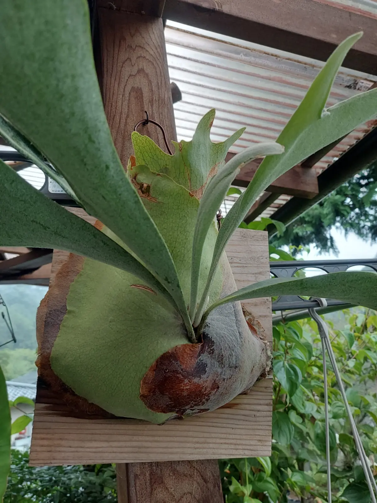 ビカクシダ　ネザーランド　