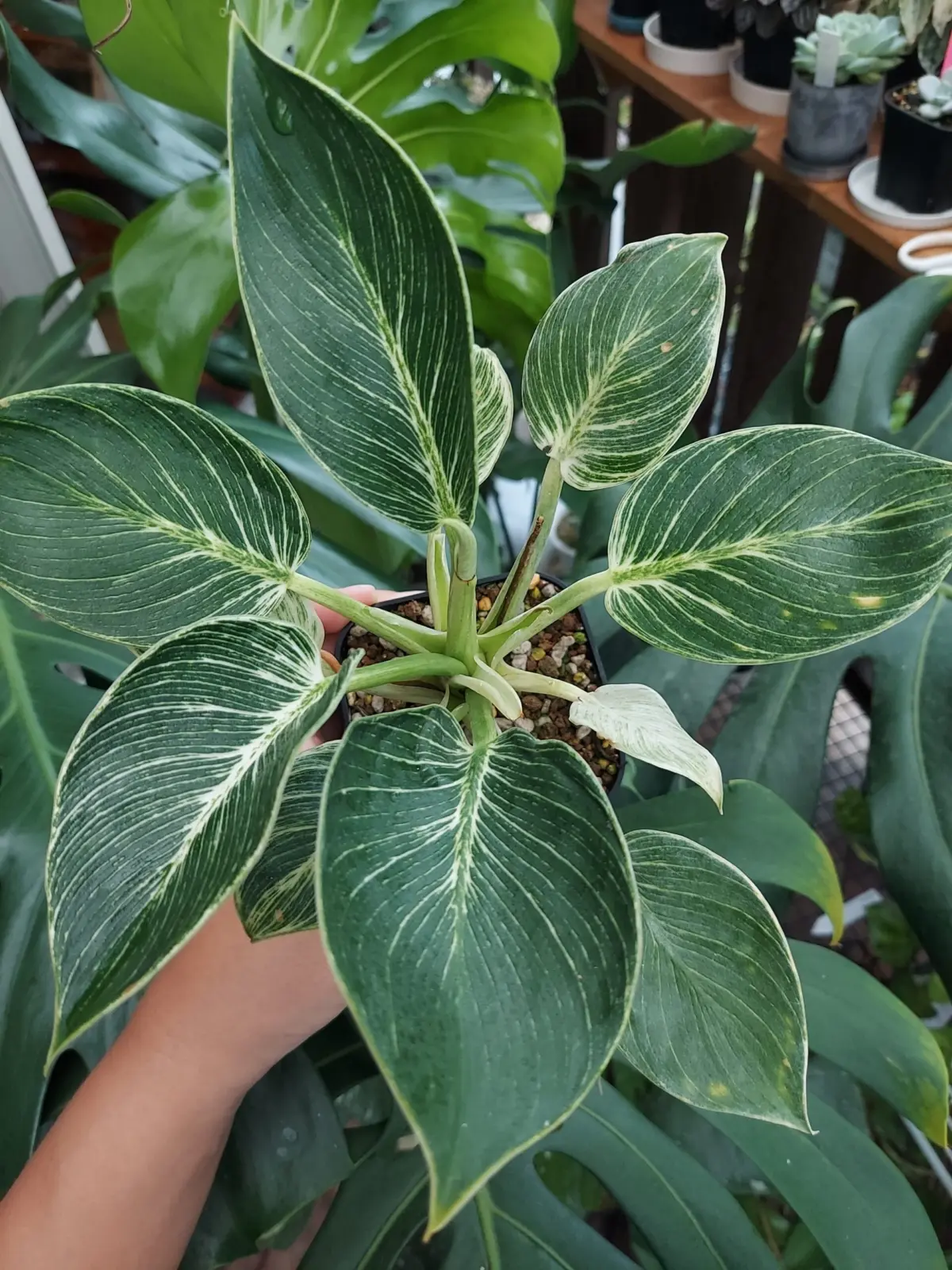 フィロデンドロン　バーキン