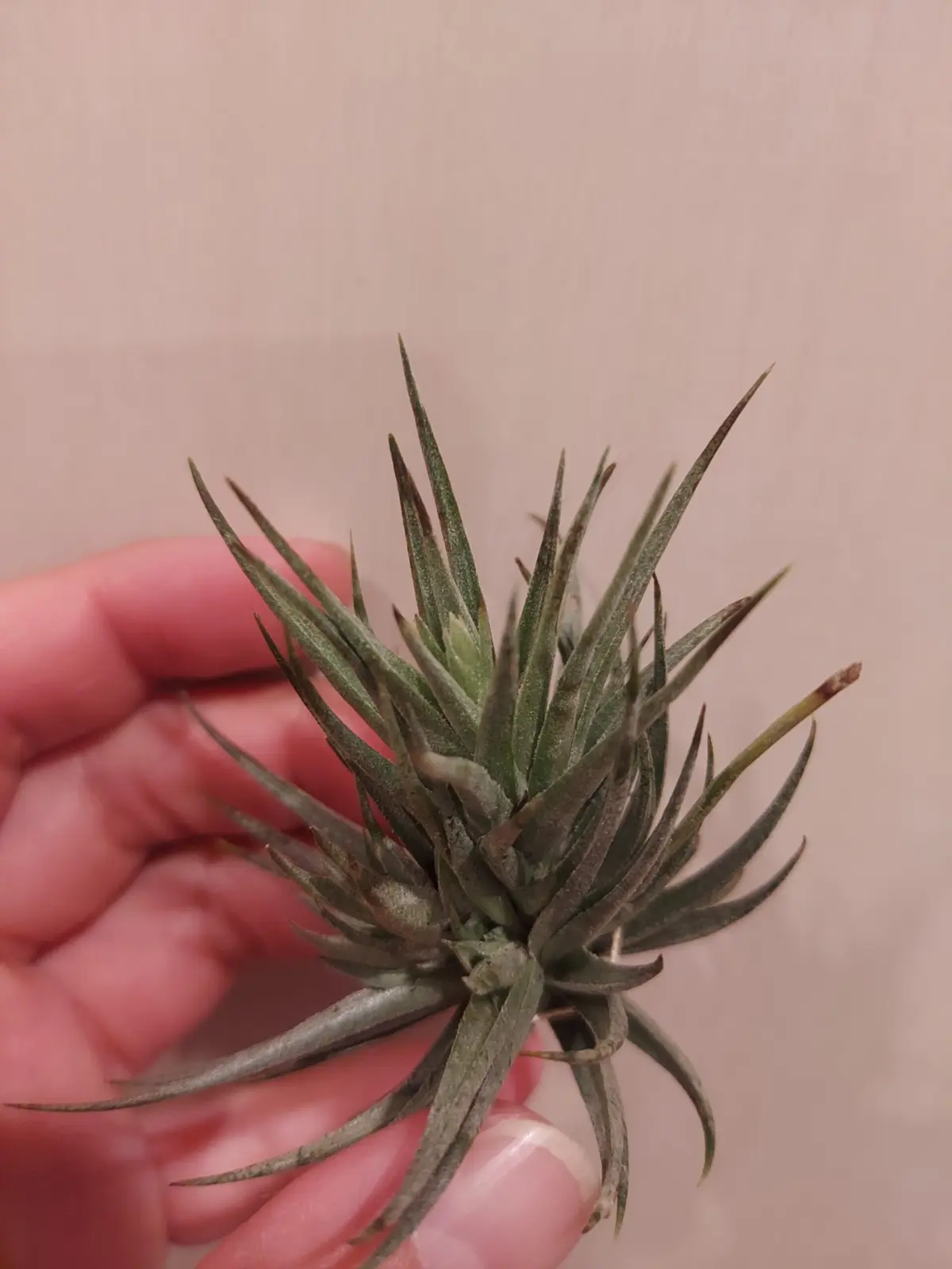 ティランジア　ロリアセア　