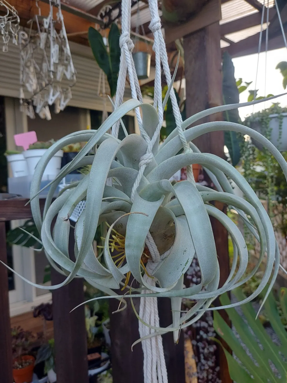 ティランジア キセログラフィカ