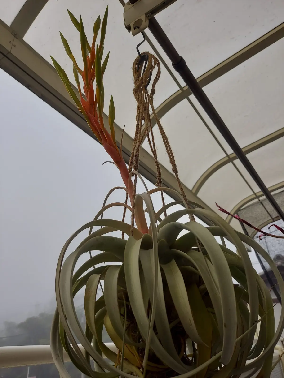 ティランジア　キセログラフィカ　花芽