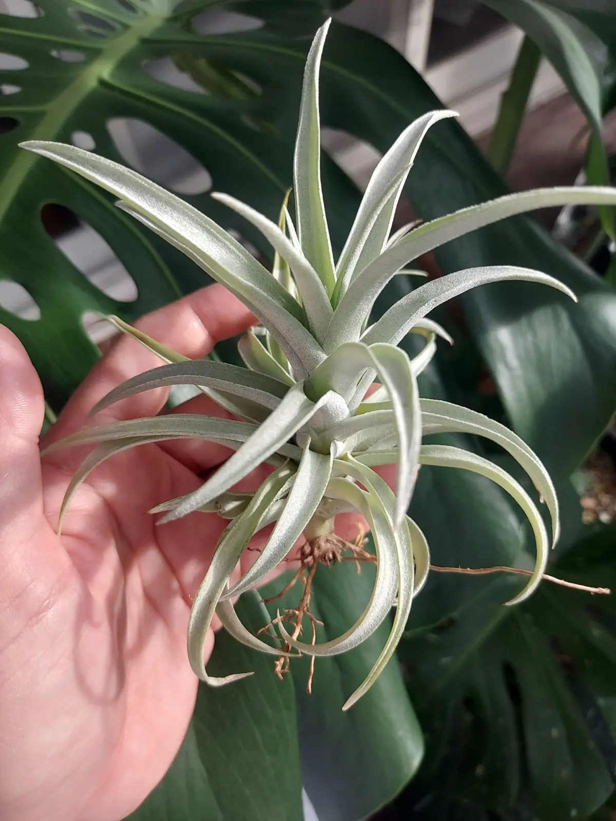 ティランジア　ハリシー