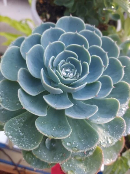多肉植物　エケベリア　七福神