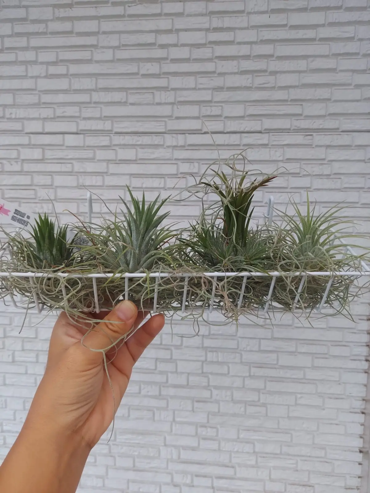 ティランジア　イオナンタ　