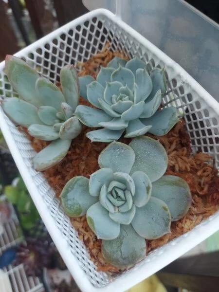 多肉植物　エケベリア　発根待ち　水苔