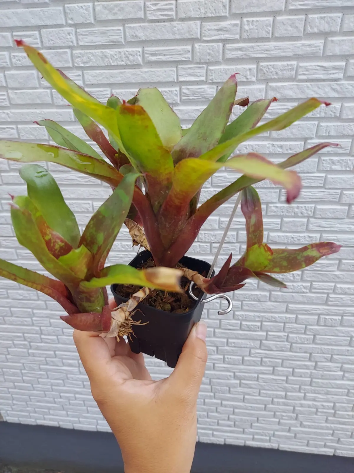 ネオレゲリア　リリープー