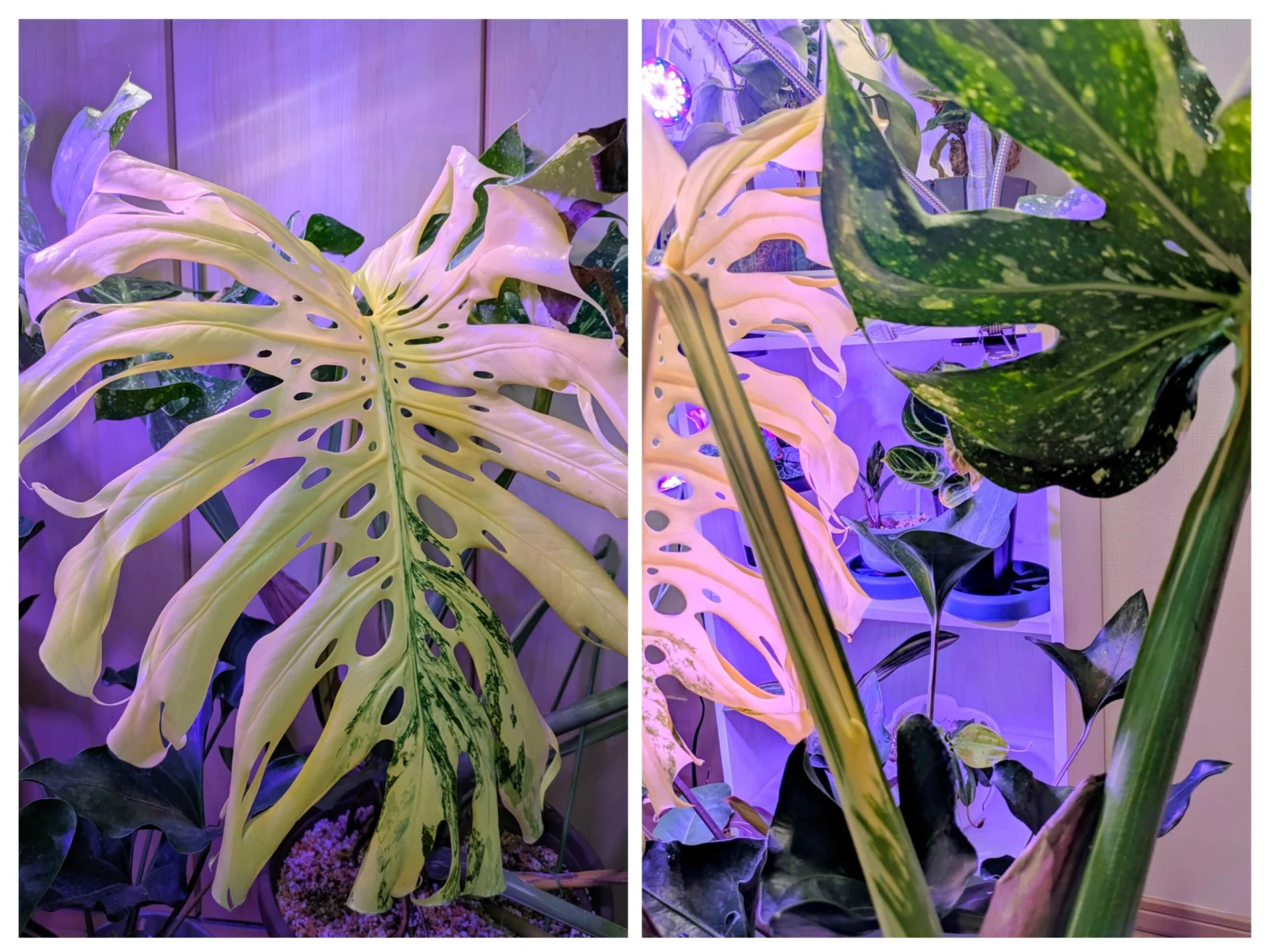 モンステラ　デリシオーサ　フイリ