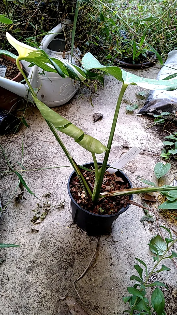 モンステラ　タイコン