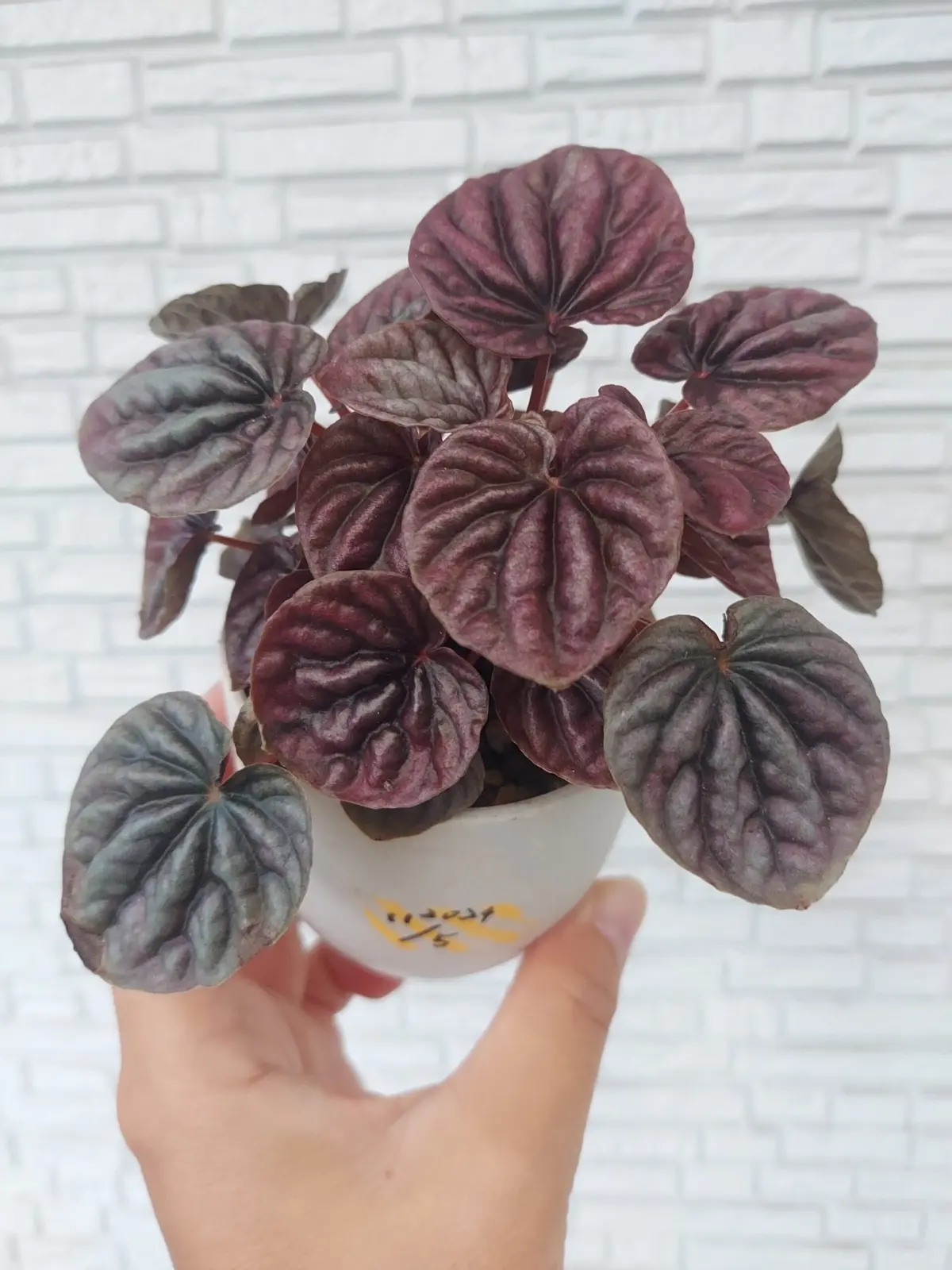 ペペロミア　カペラータ