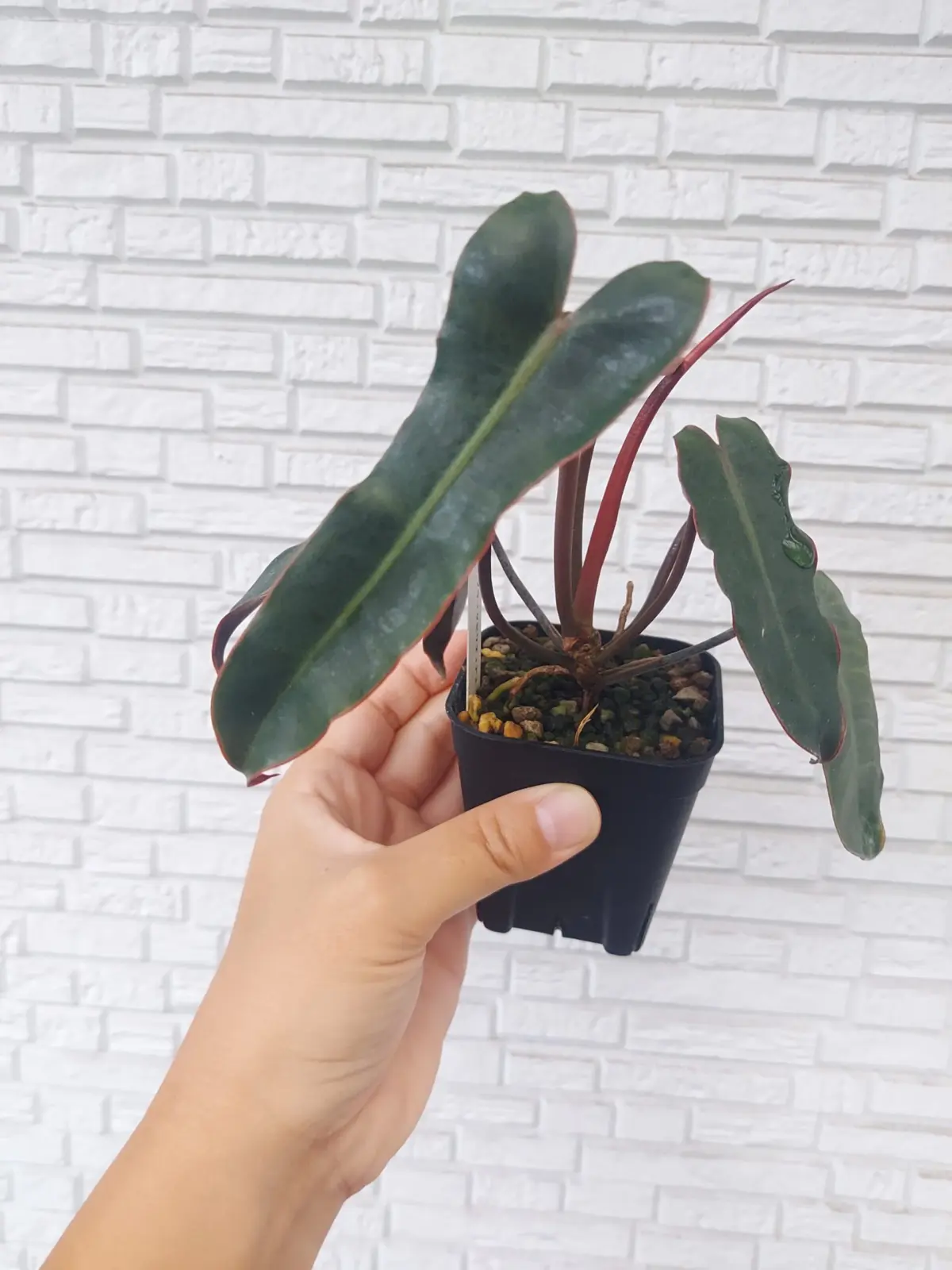 フィロデンドロン　ブラックビリティアエ