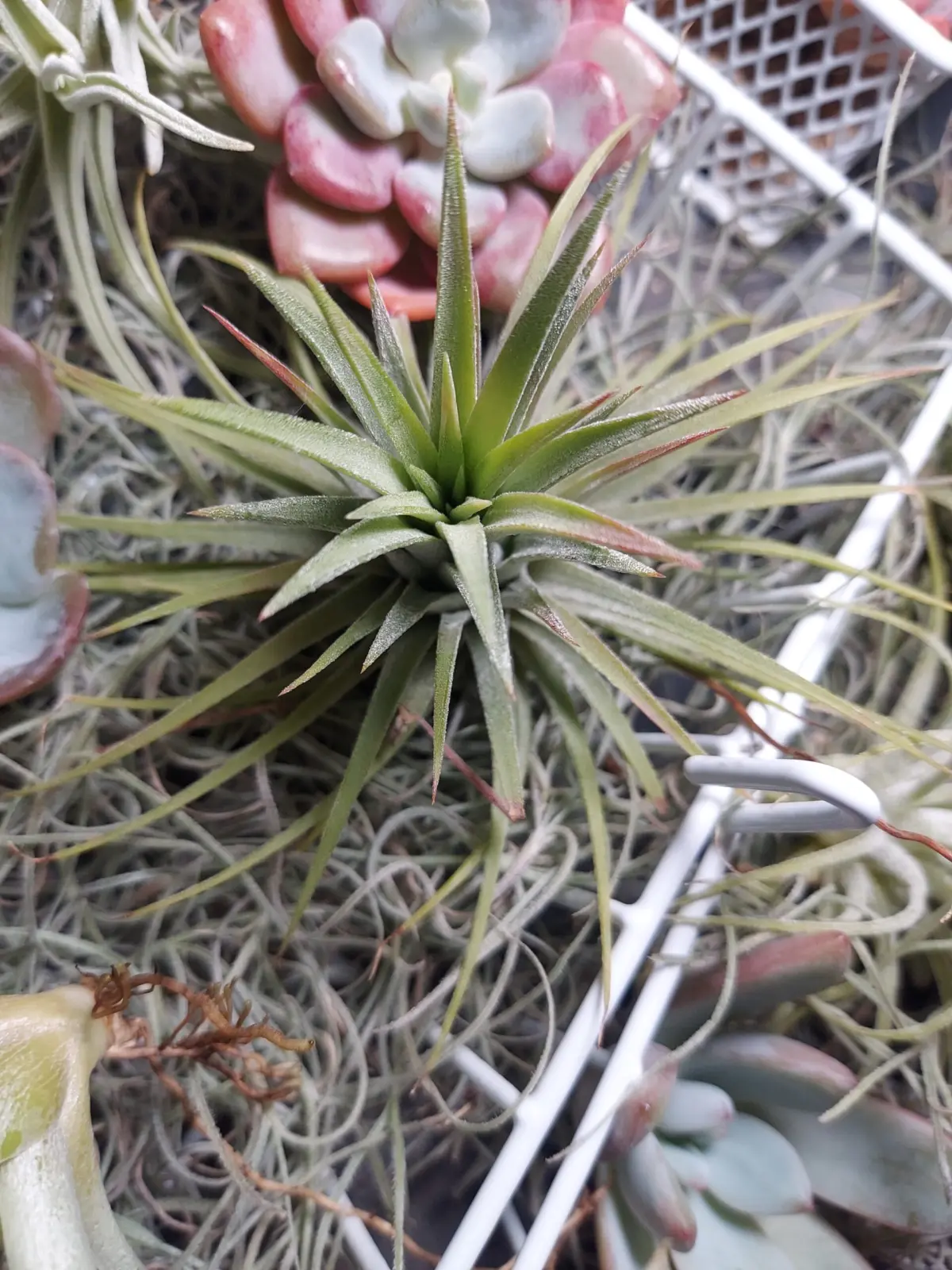 ティランジア　イオナンタ　紅葉