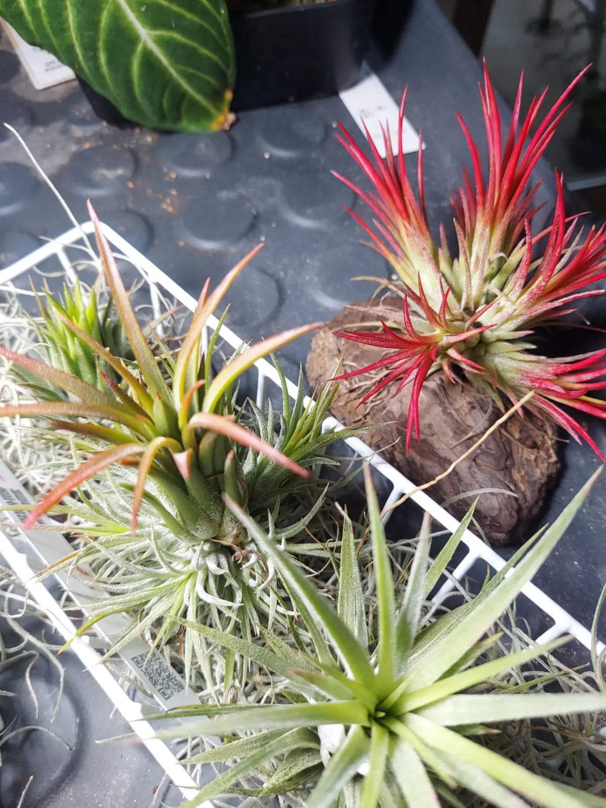 ティランジア　イオナンタ　フエゴ　