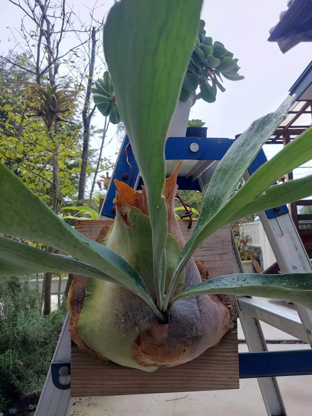 ビカクシダ　ネザーランド　成長