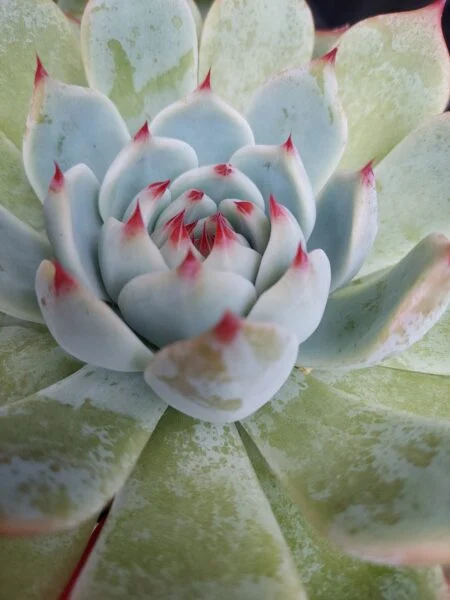 多肉植物　エケベリア　桃太郎