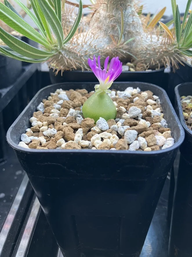 コノフィツム ブルゲリ