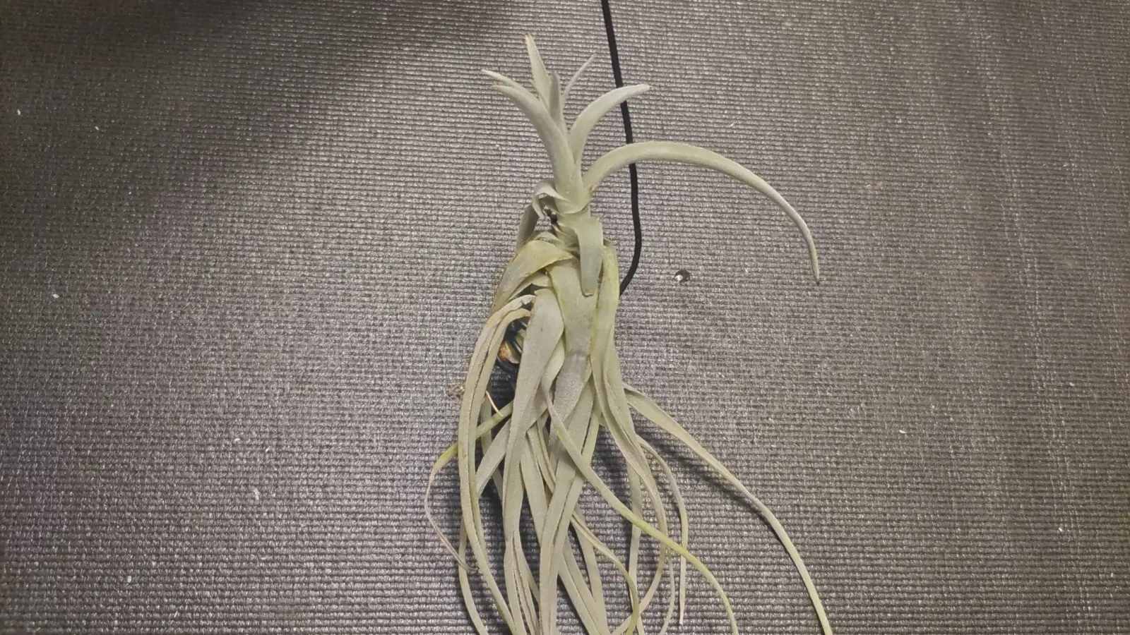 ティランジア ストラミネア