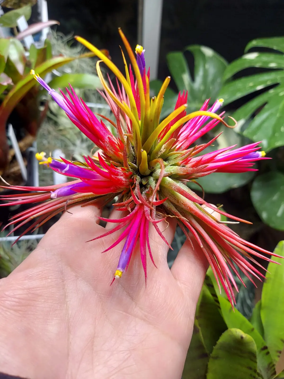 ティランジア　イオナンタ　フエゴ　