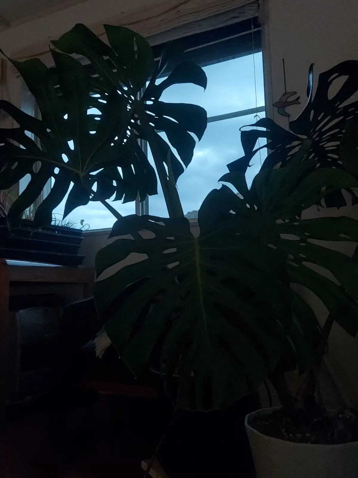 モンステラ　デリシオーサ