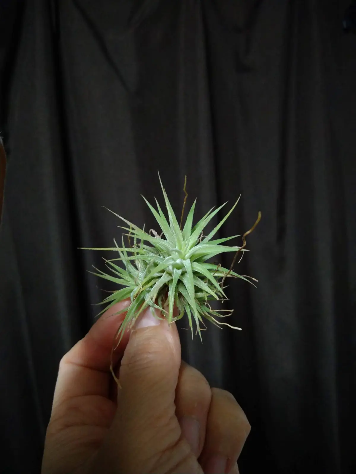 ティランジア　イオナンタ