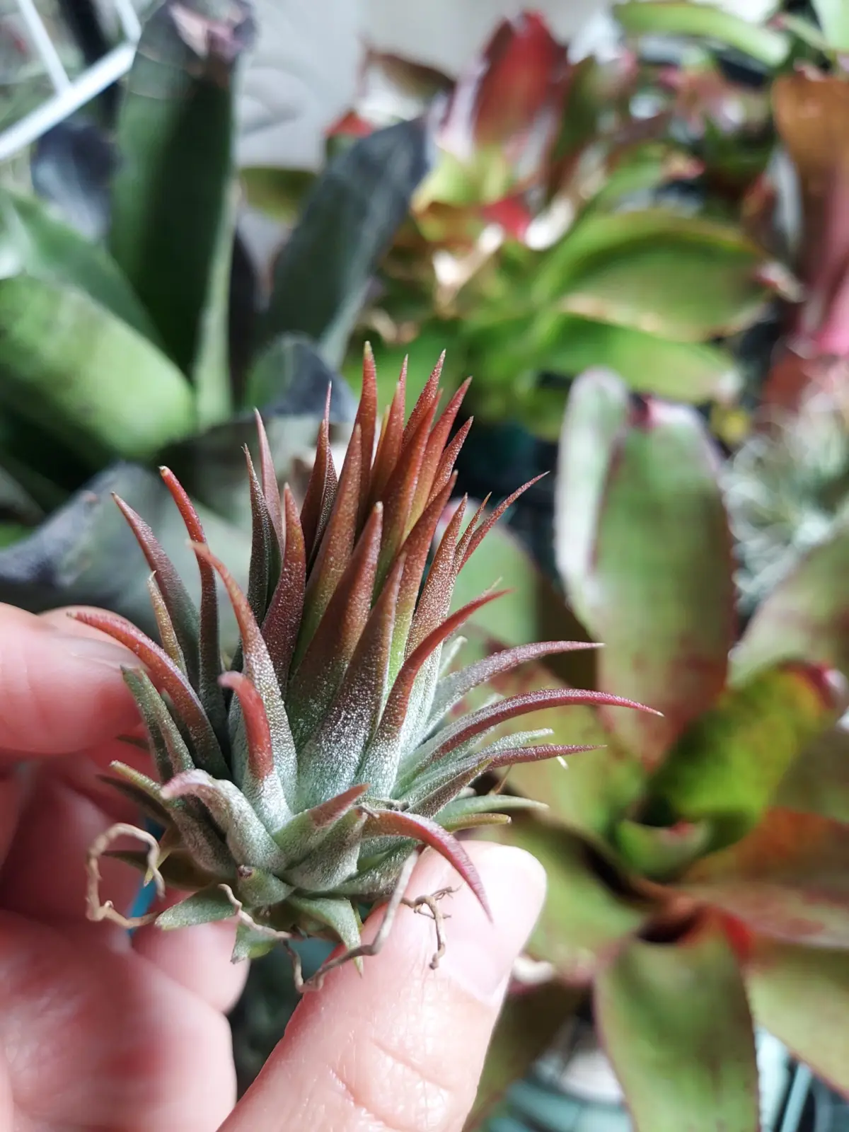 ティランジア　イオナンタ　ピーナッツ