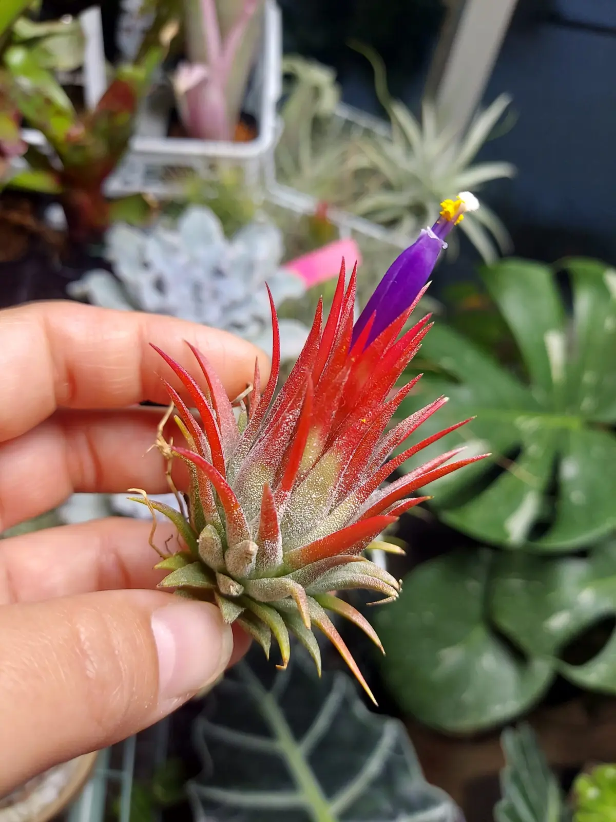 ティランジア　ピーナッツ　開花