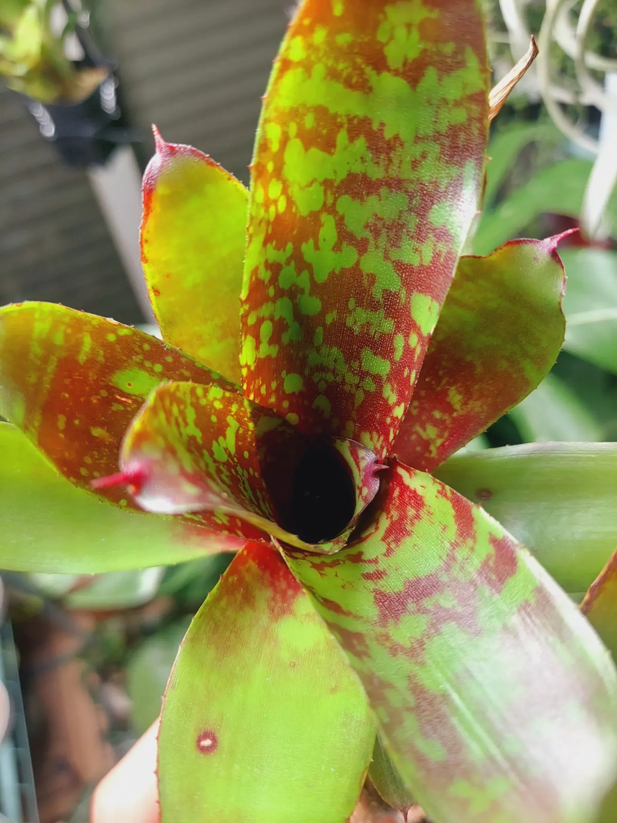 ネオレゲリア リリープー 冬