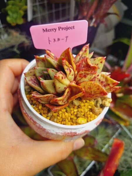 多肉植物　エケベリア　トスカーナ