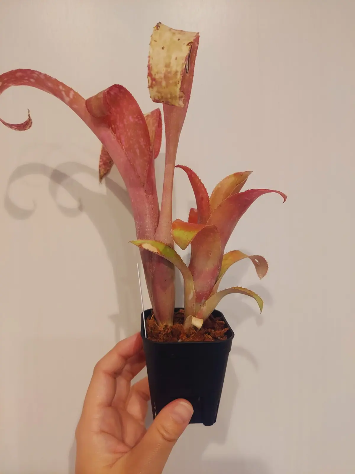 ビルベルギア　テキーラサンセット