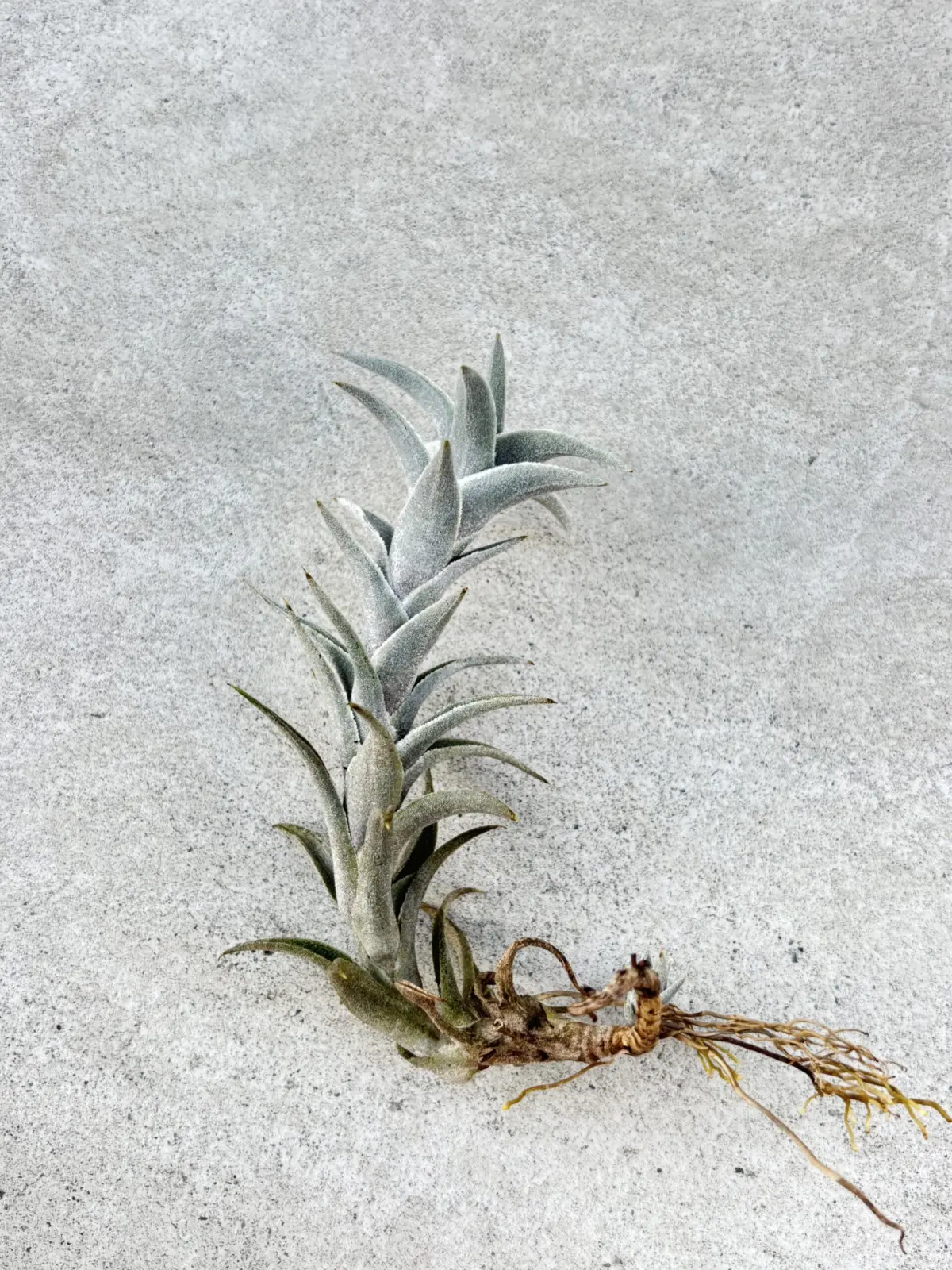 ティランジア　エディシアエ