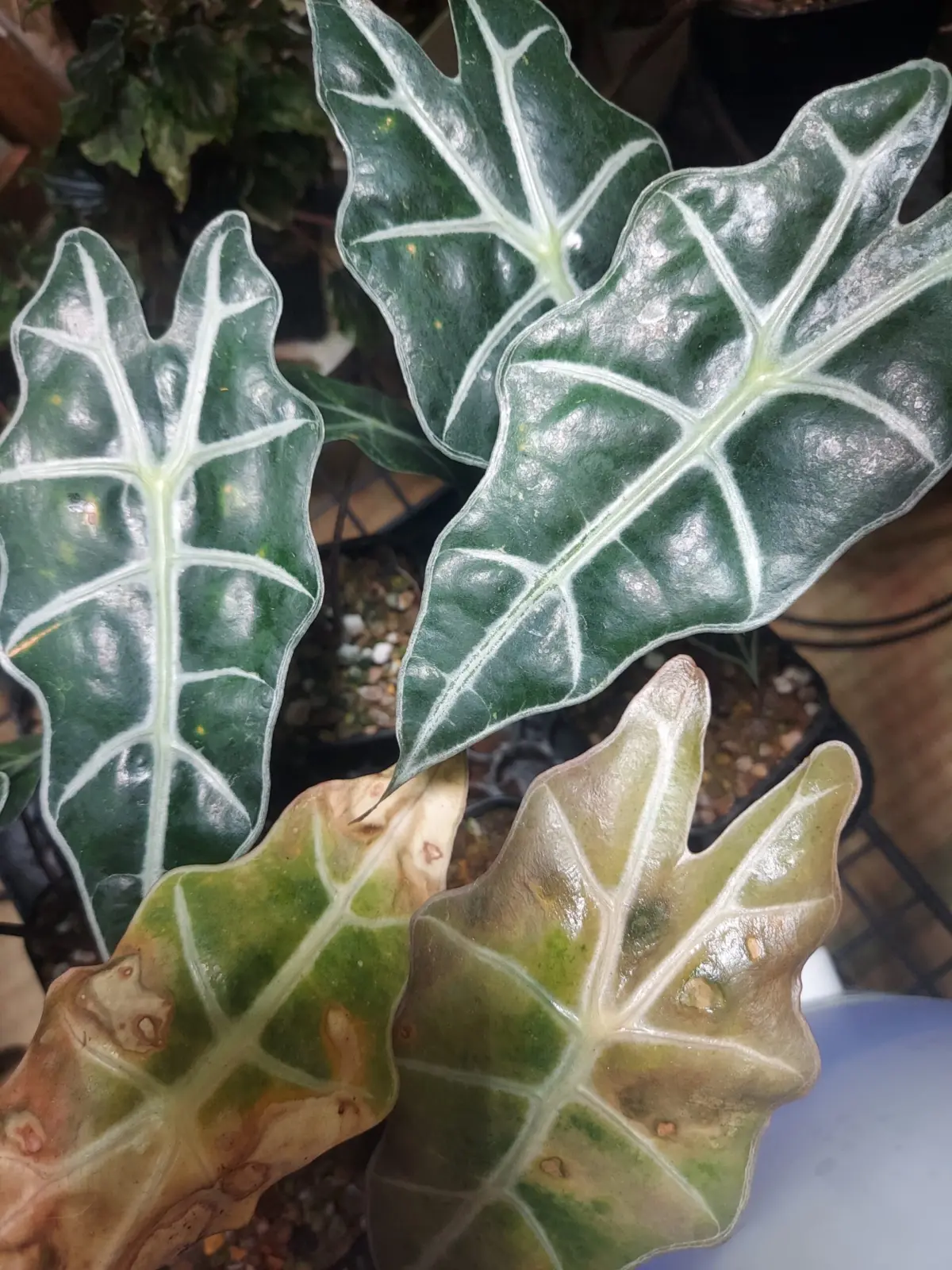 アロカシア　アマゾニカポリー　