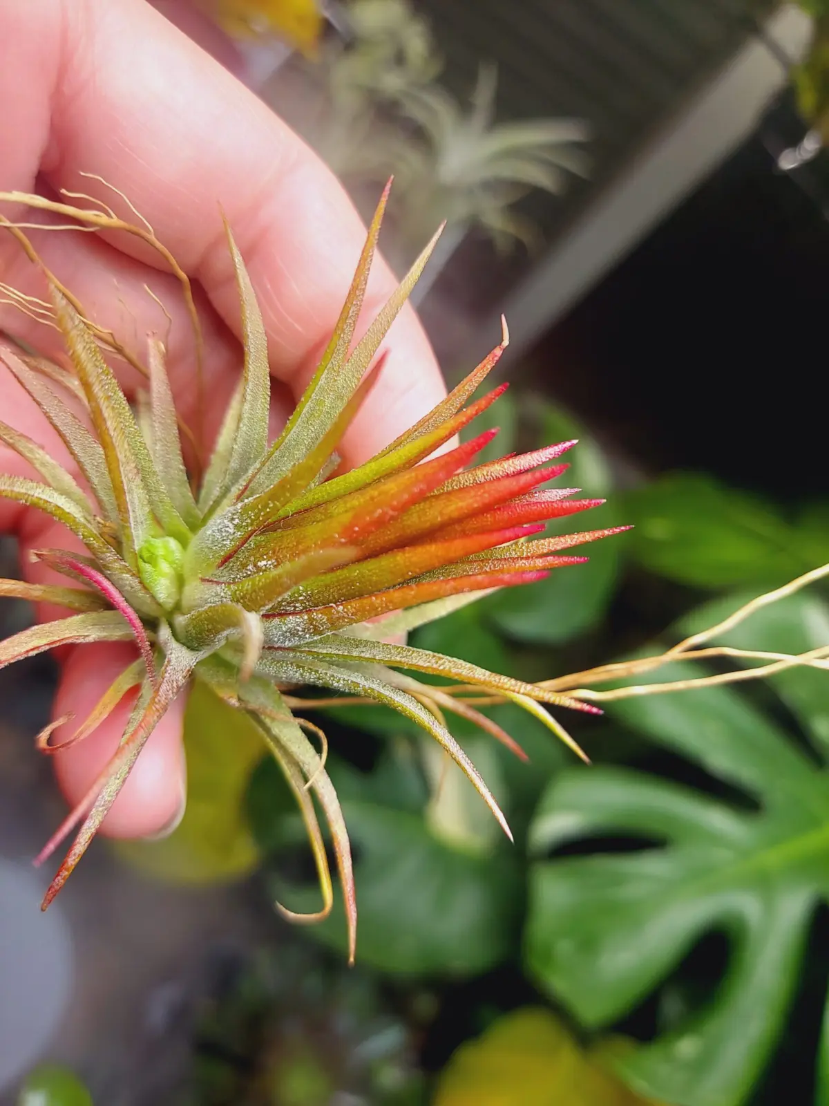 ティランジア イオナンタ フエゴ 子株