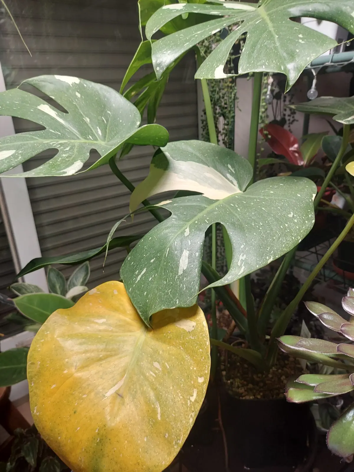 モンステラ　タイコンストレーション