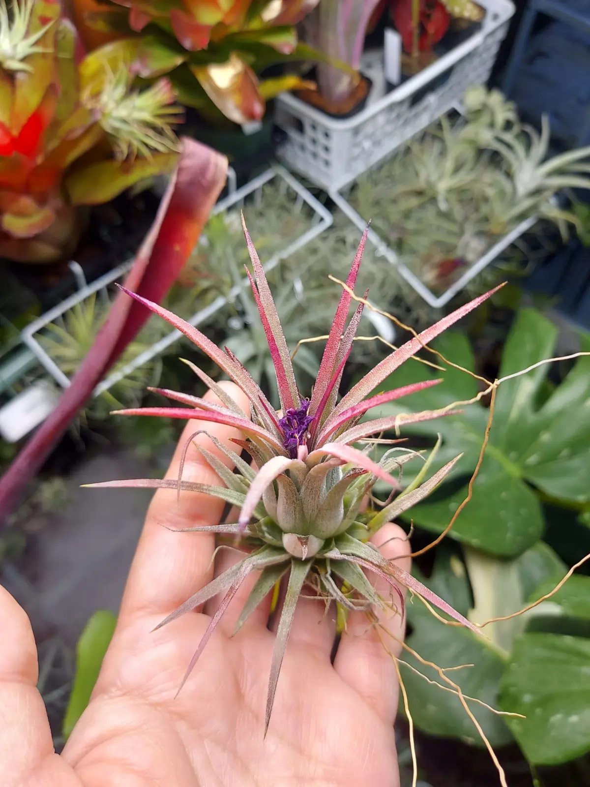 ティランジア イオナンタ ゴジラ