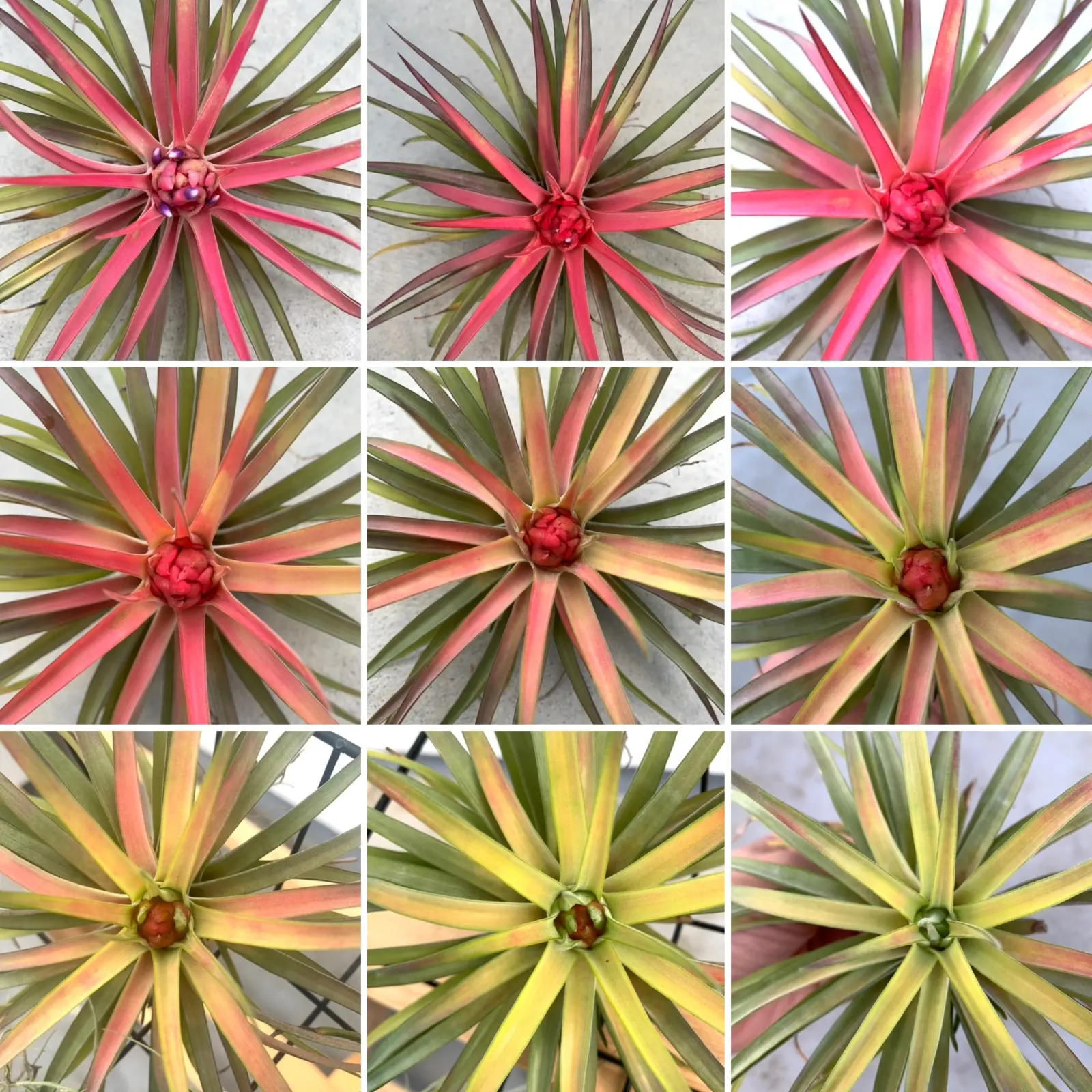 ティランジア　ベルティナ　変化　DAISO