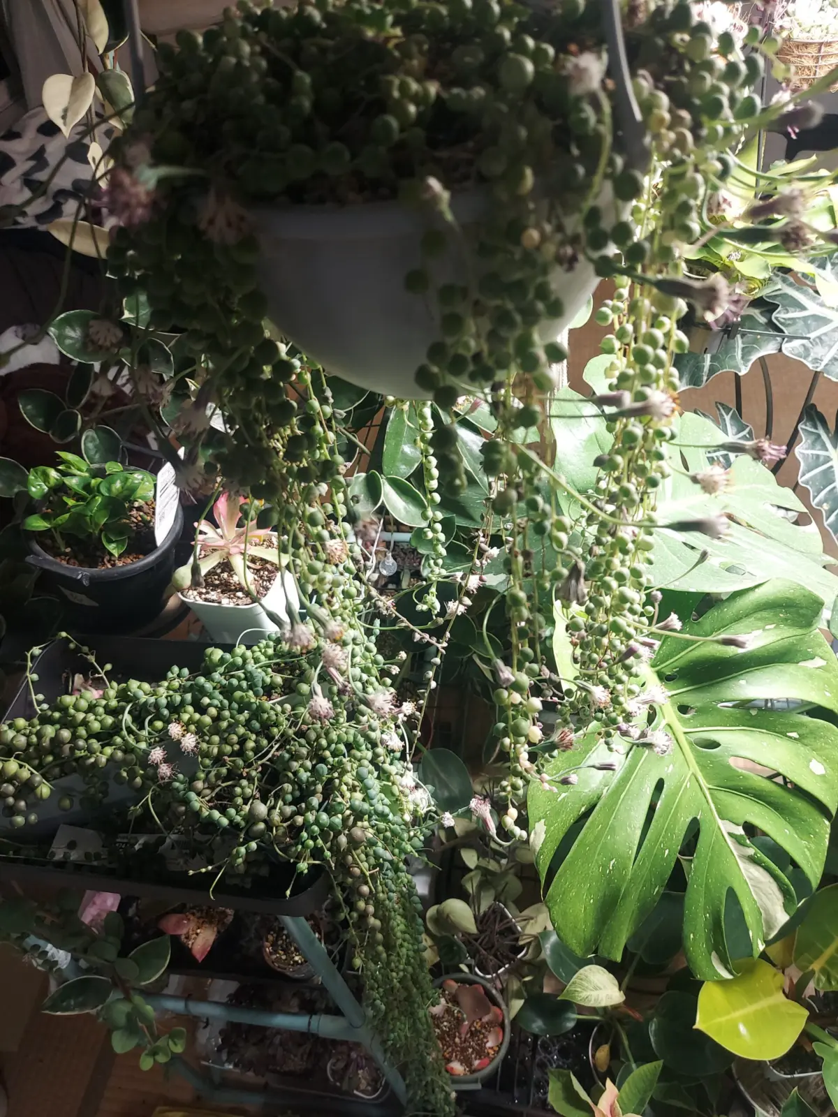 多肉植物　グリーンネックレス　グリーンネックレス斑入り