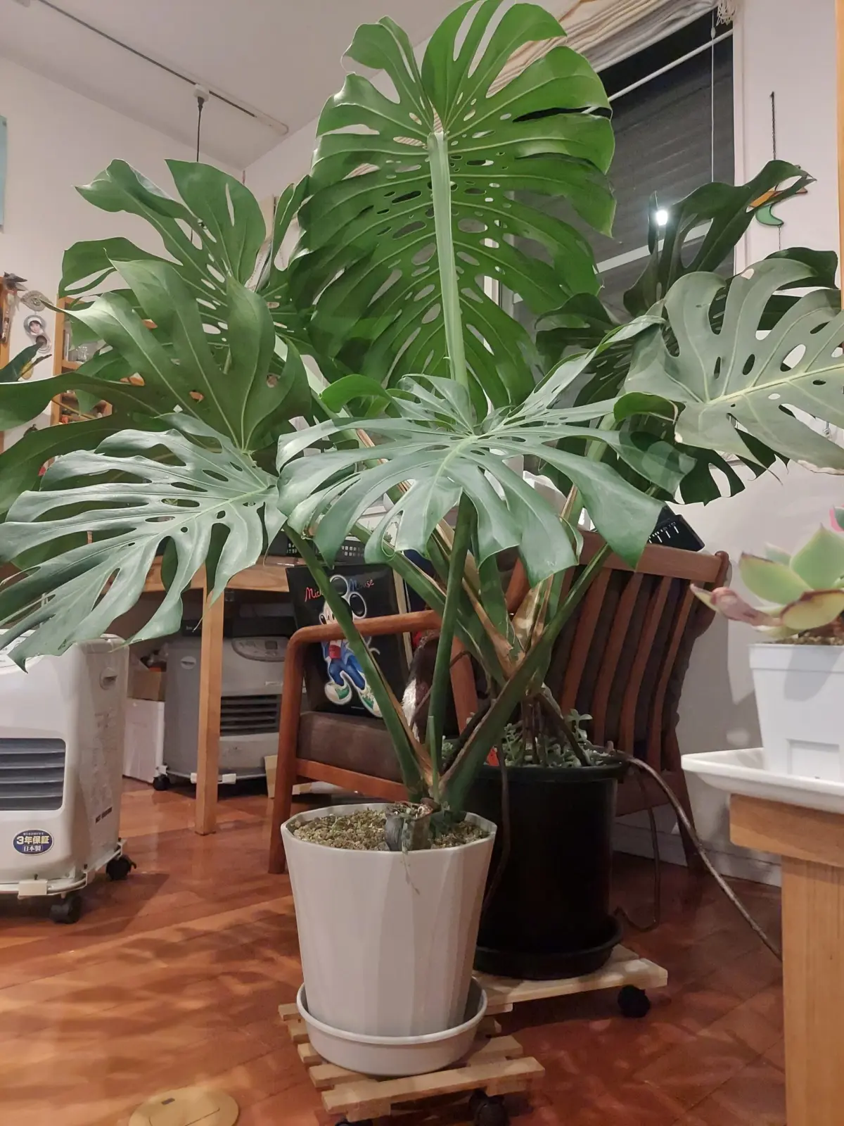 モンステラ　デシリオーサ