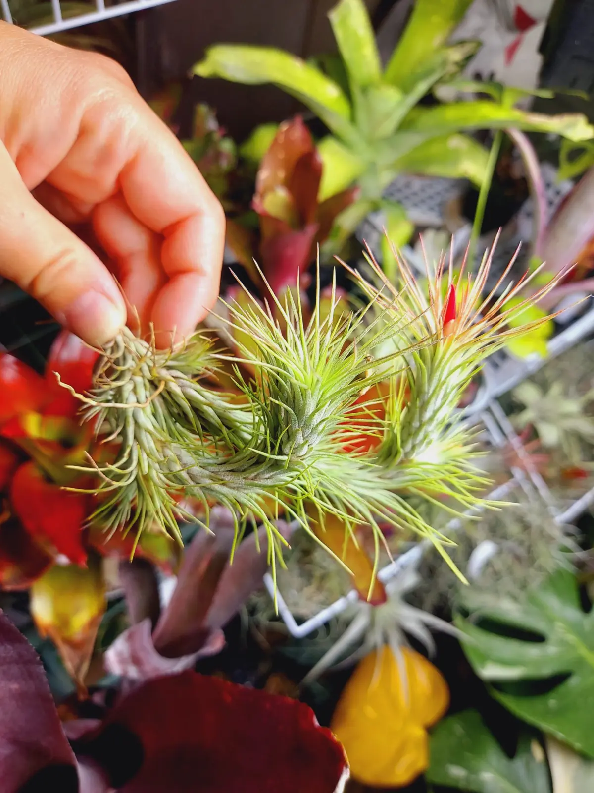 ティランジア　フンキアナ